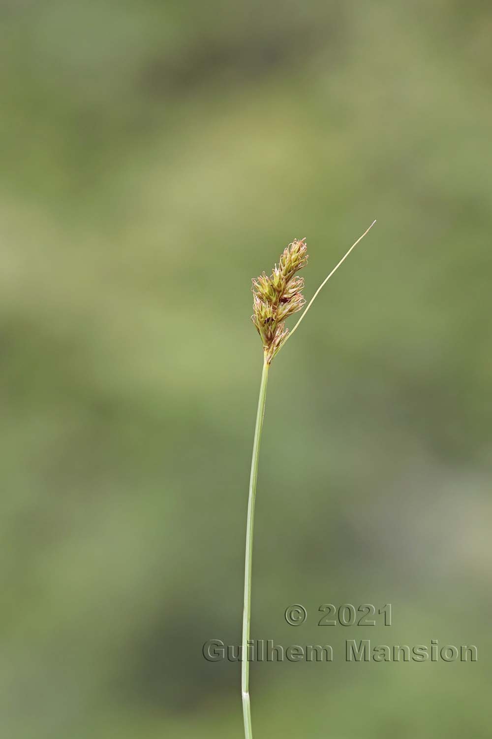 Carex leporina