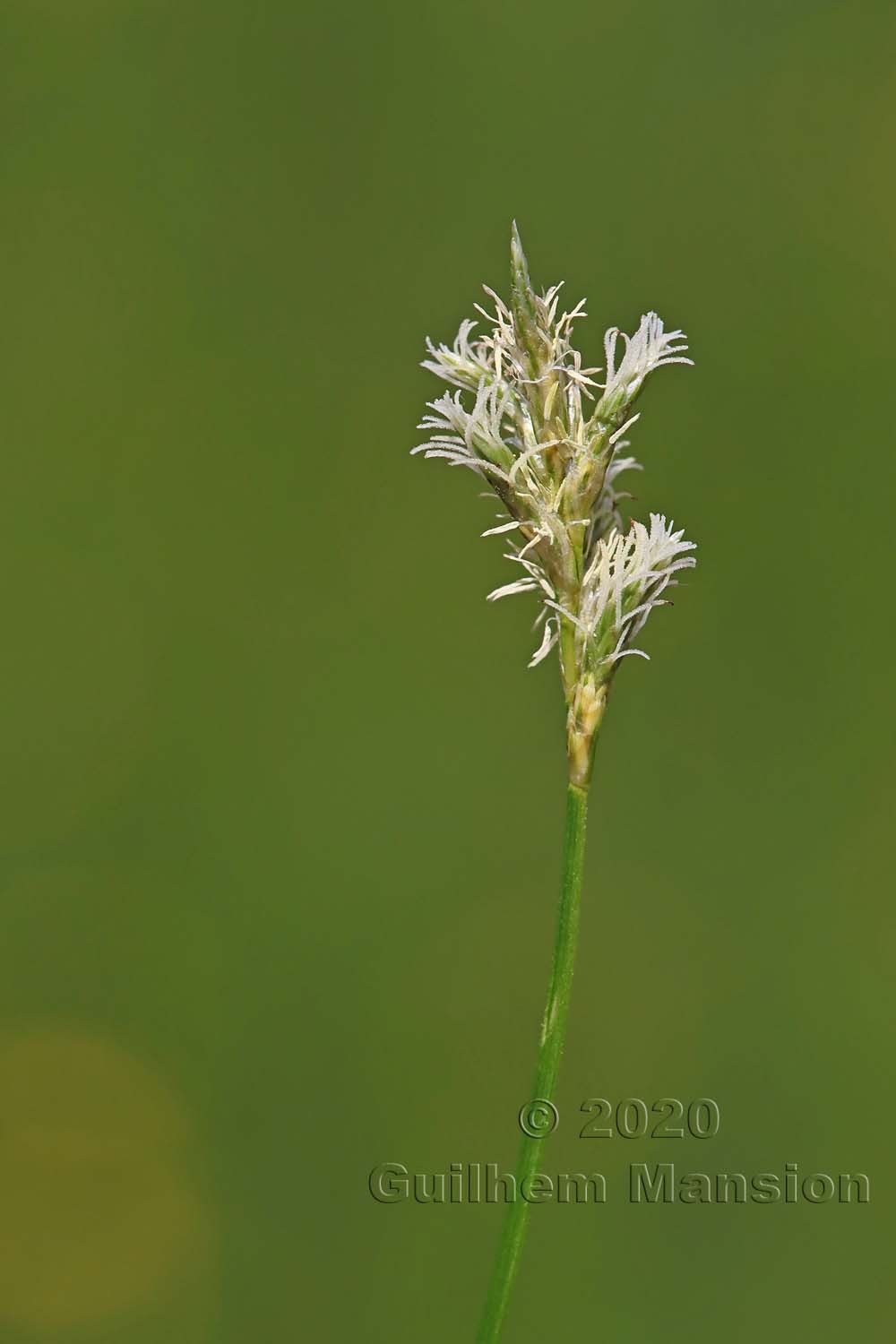 Carex leporina