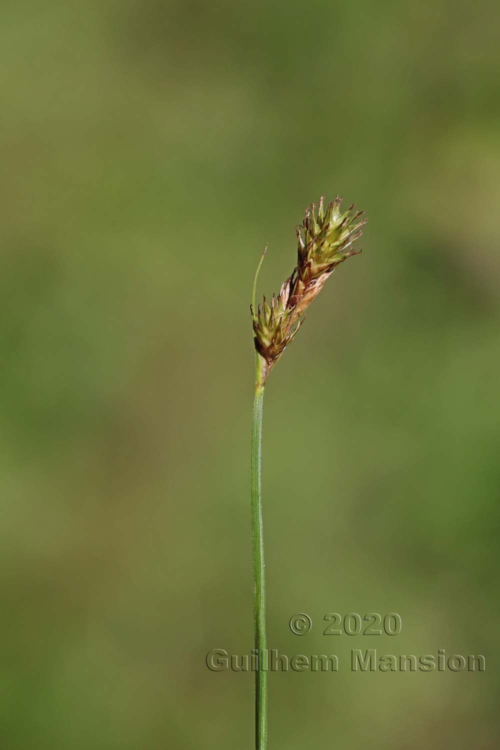 Carex leporina