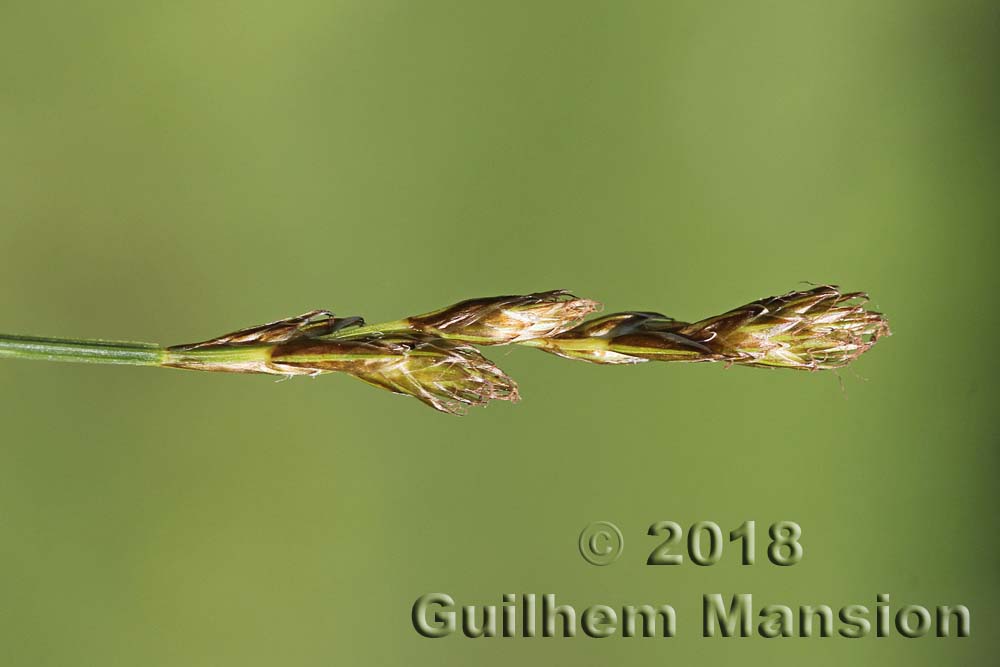 Carex leporina