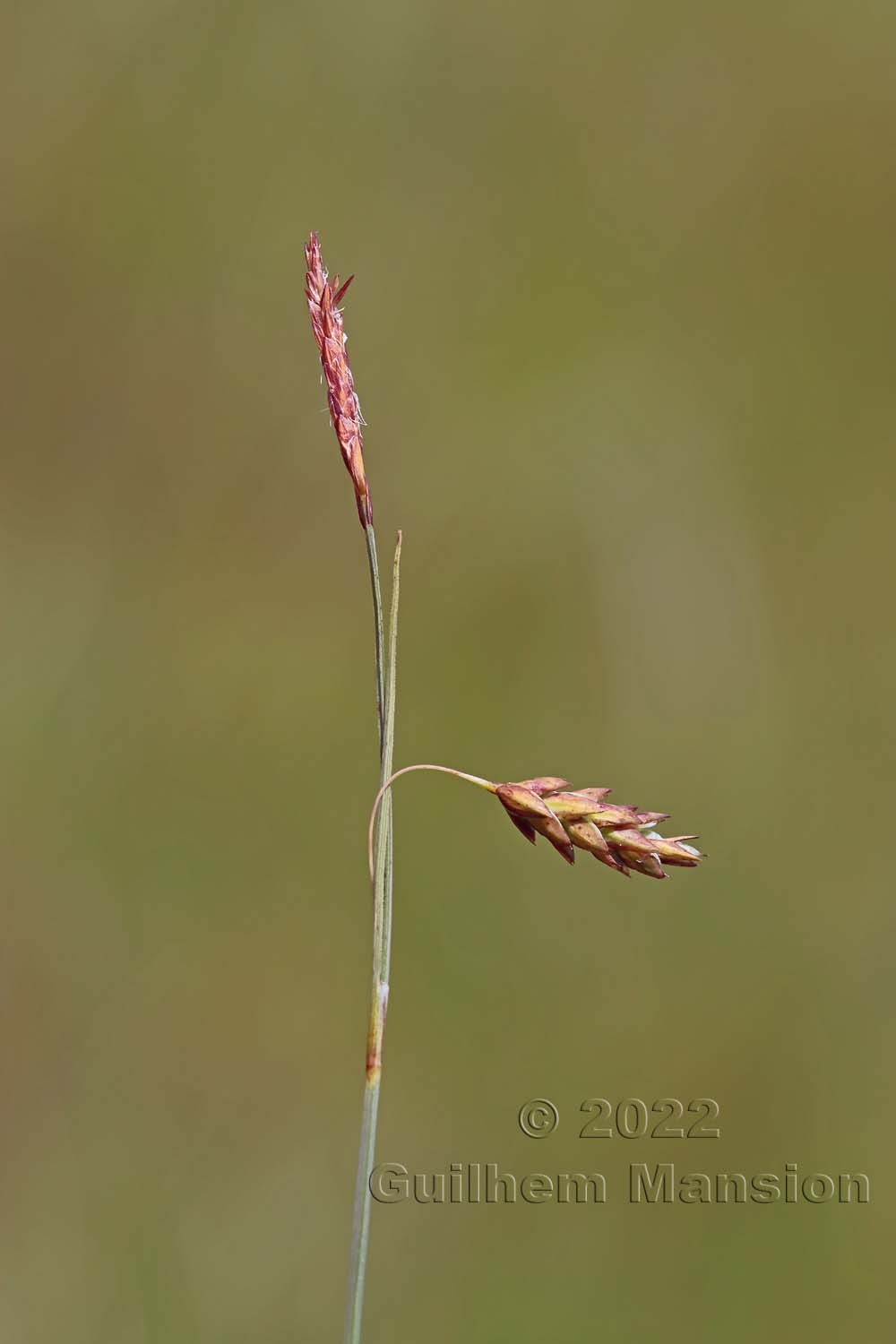 Carex limosa