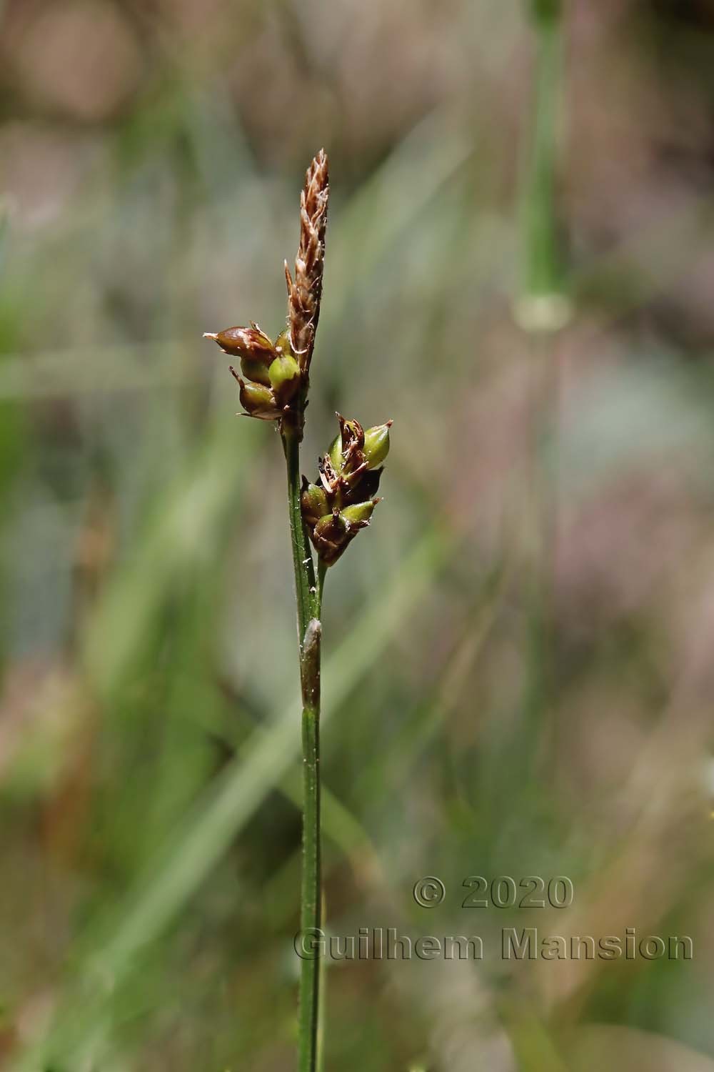 Carex liparocarpos