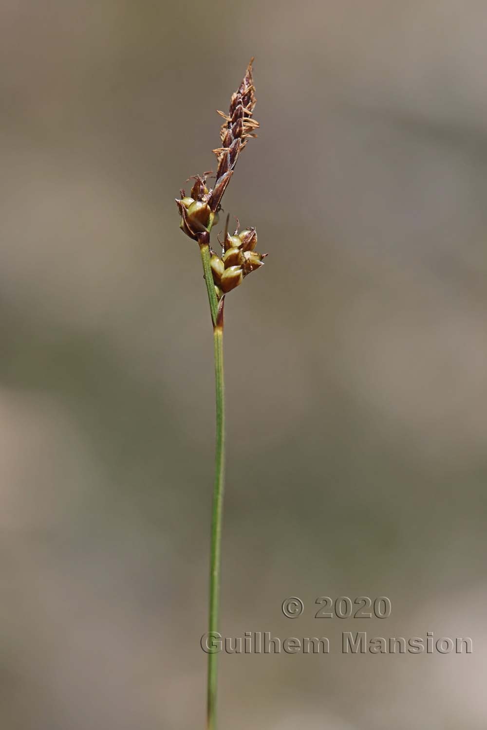 Carex liparocarpos