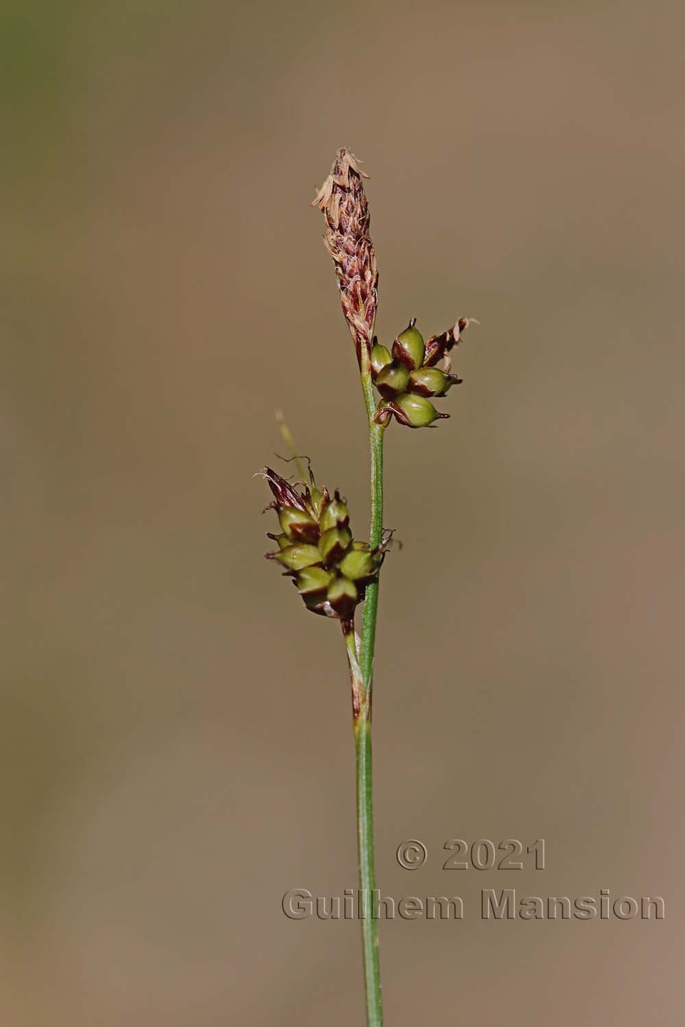 Carex liparocarpos