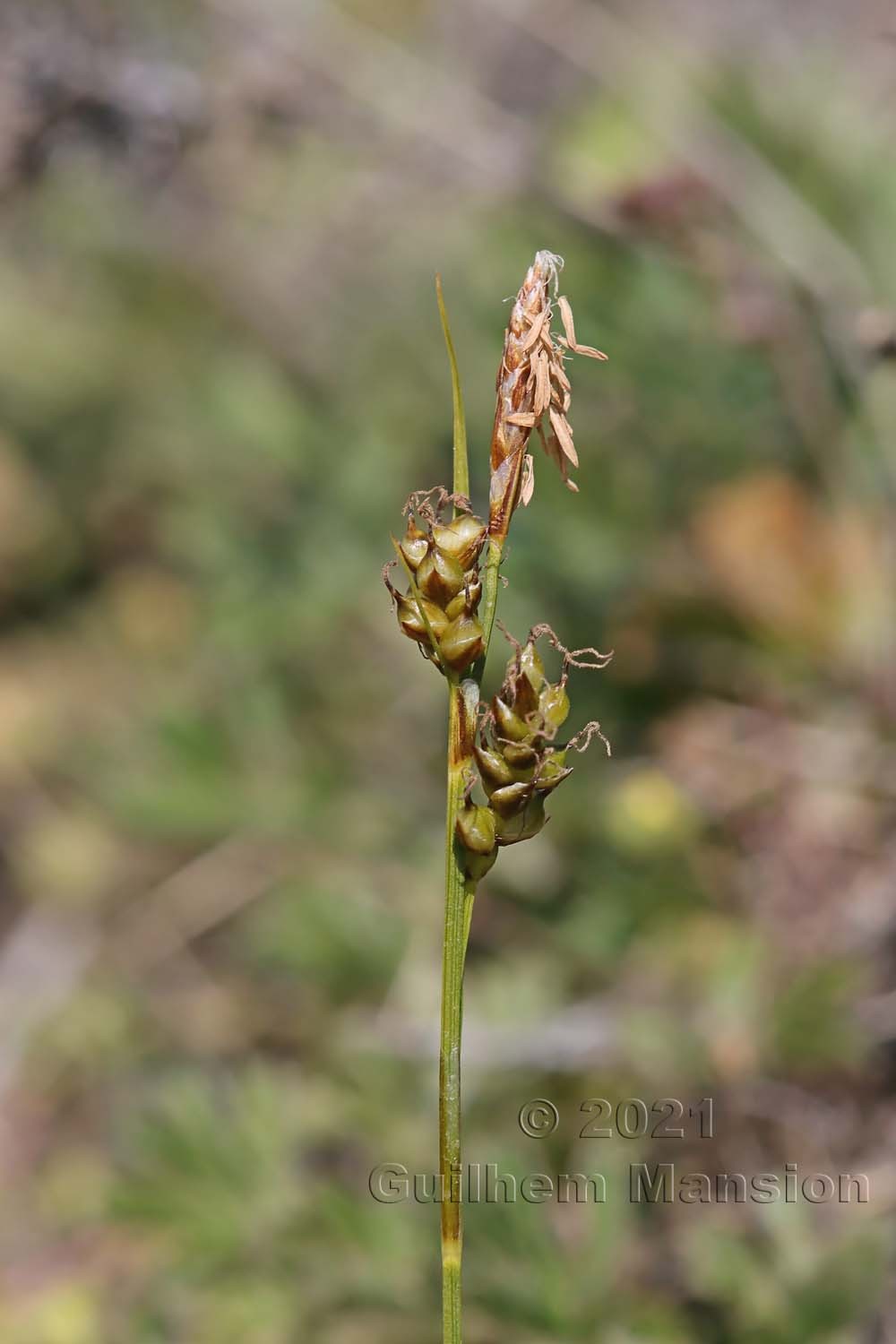 Carex liparocarpos