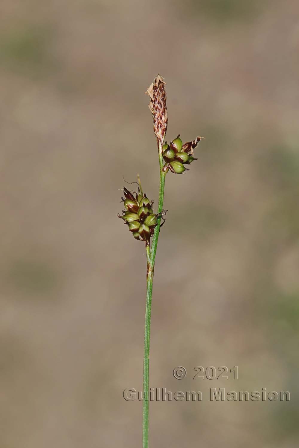 Carex liparocarpos