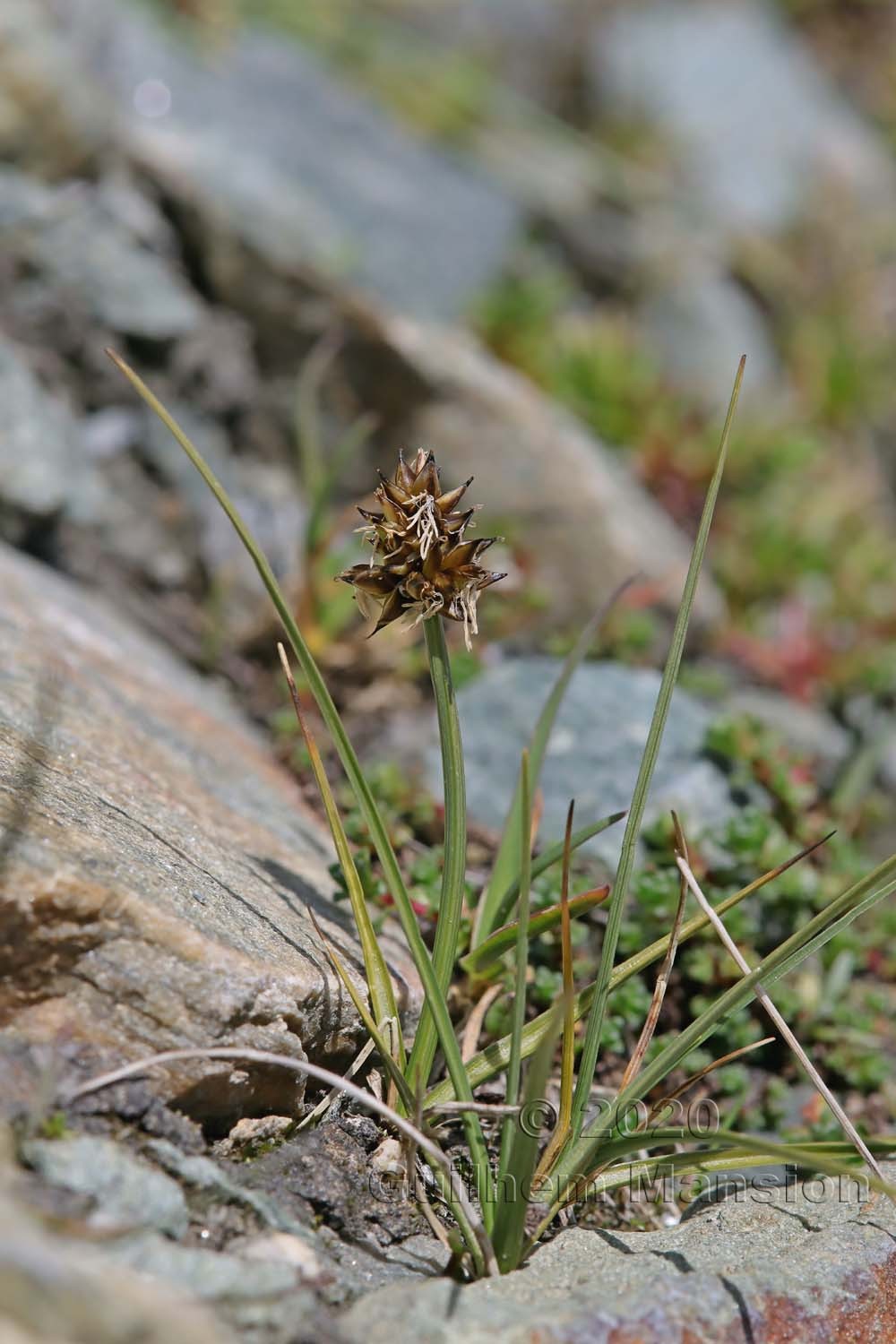 Carex maritima