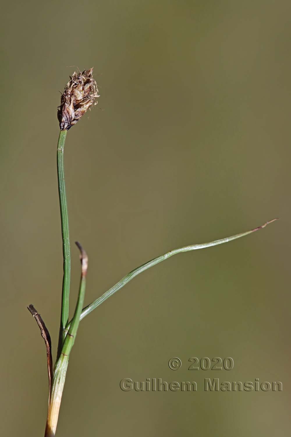 Carex maritima