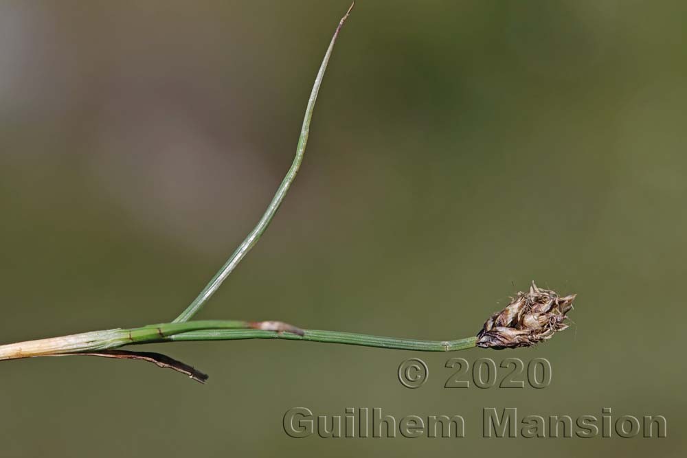 Carex maritima