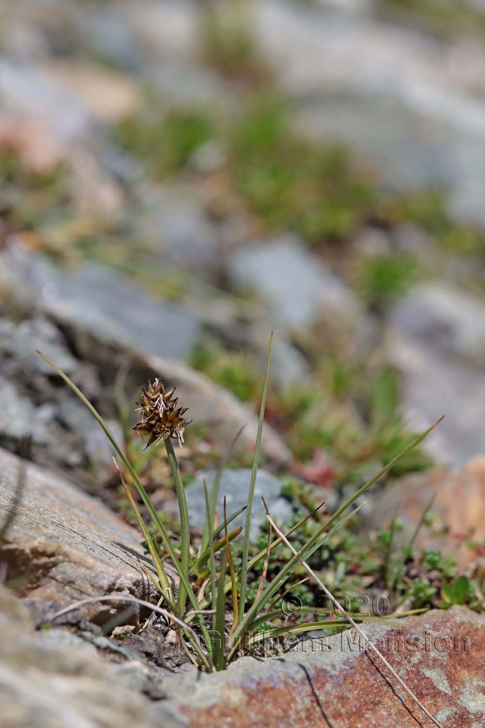 Carex maritima