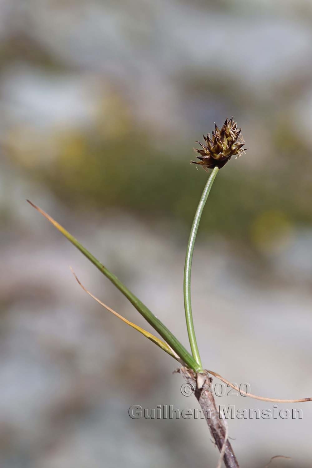 Carex maritima