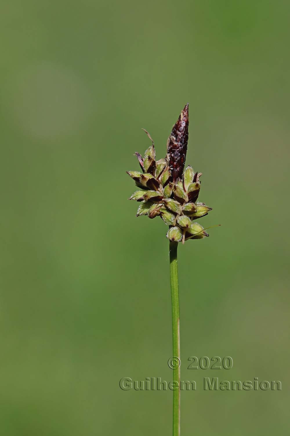 Carex montana