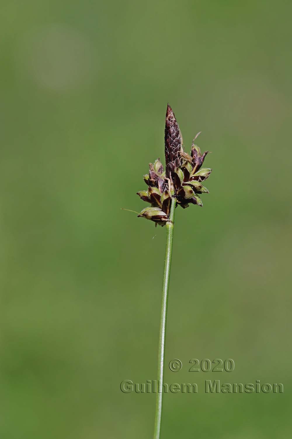 Carex montana