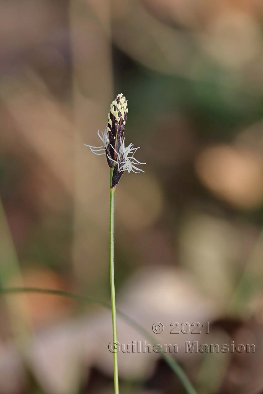 Carex montana 