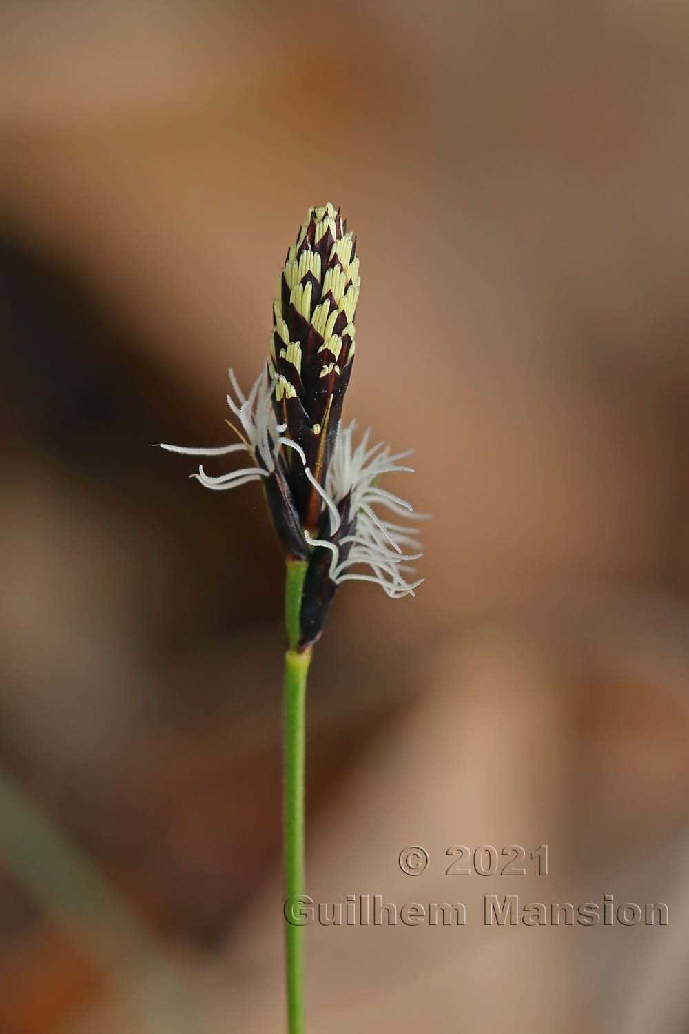 Carex montana