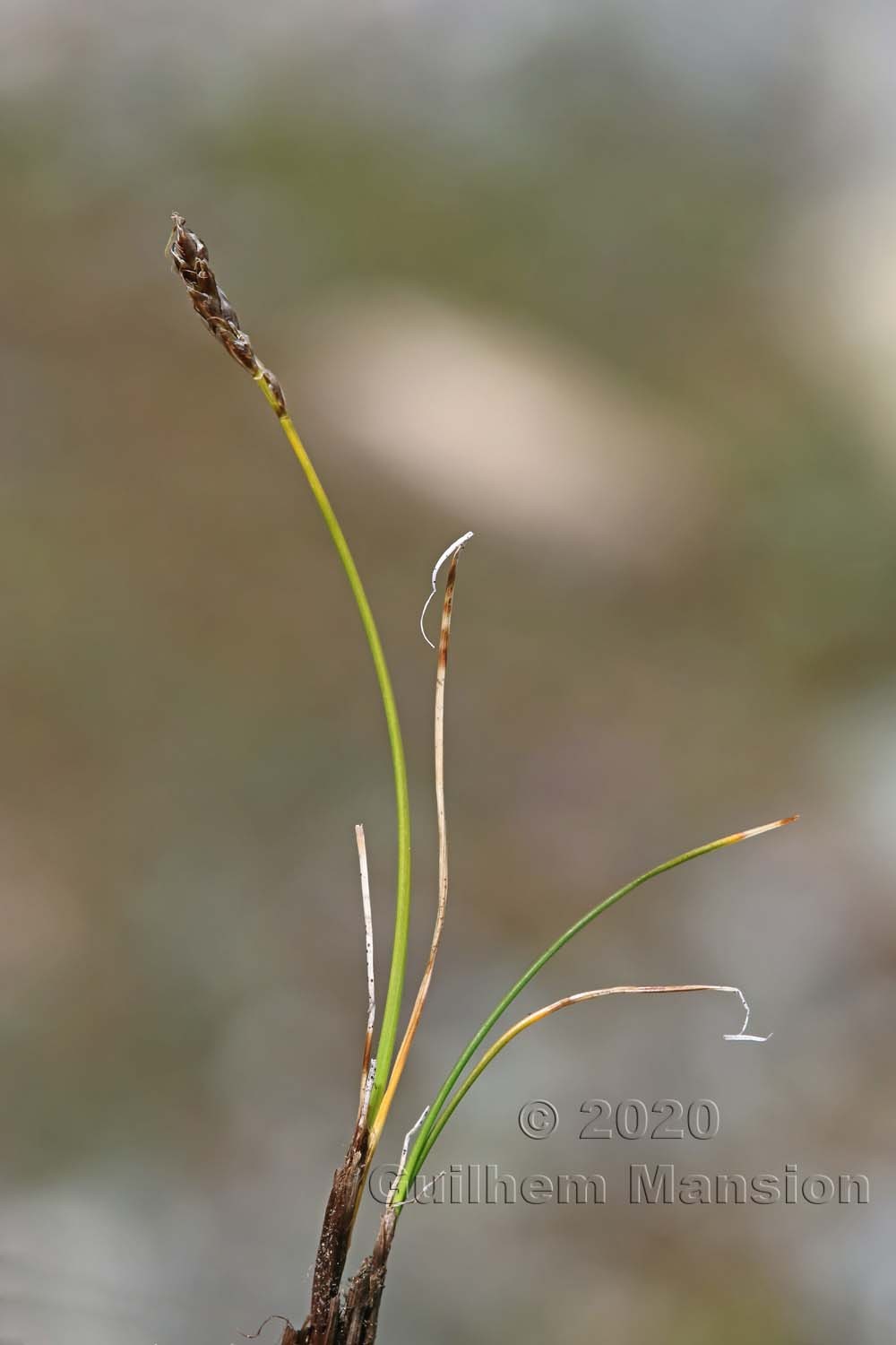 Carex [Elyna] myosuroides