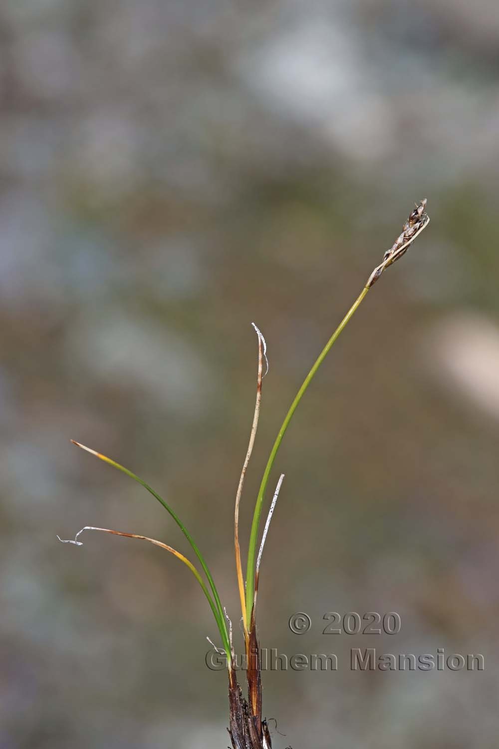 Carex [Elyna] myosuroides