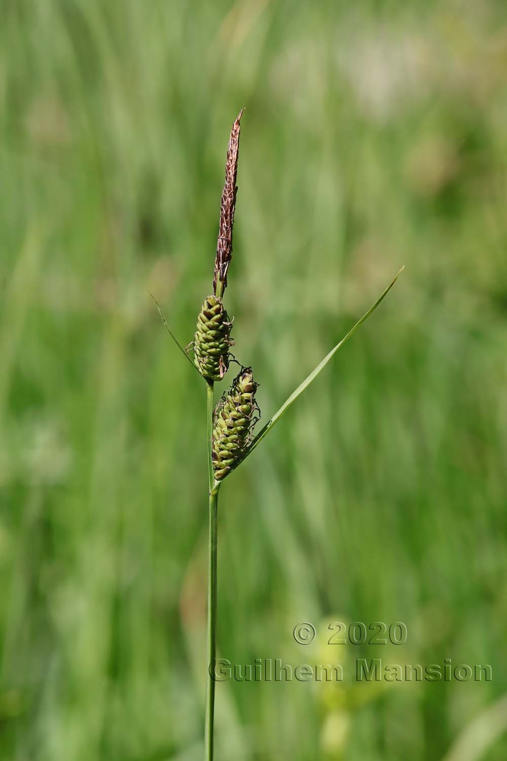 Carex nigra