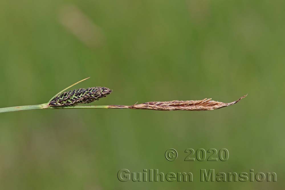 Carex nigra