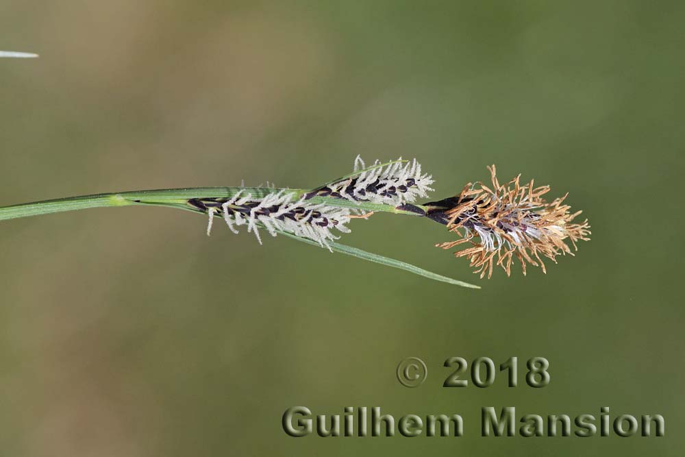 Carex nigra