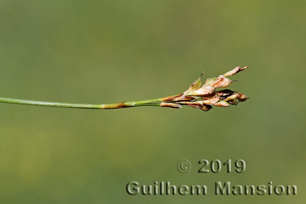 Carex ornithopoda