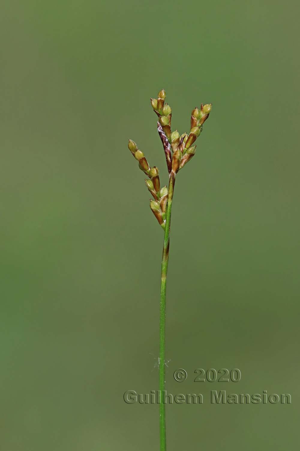 Carex ornithopoda