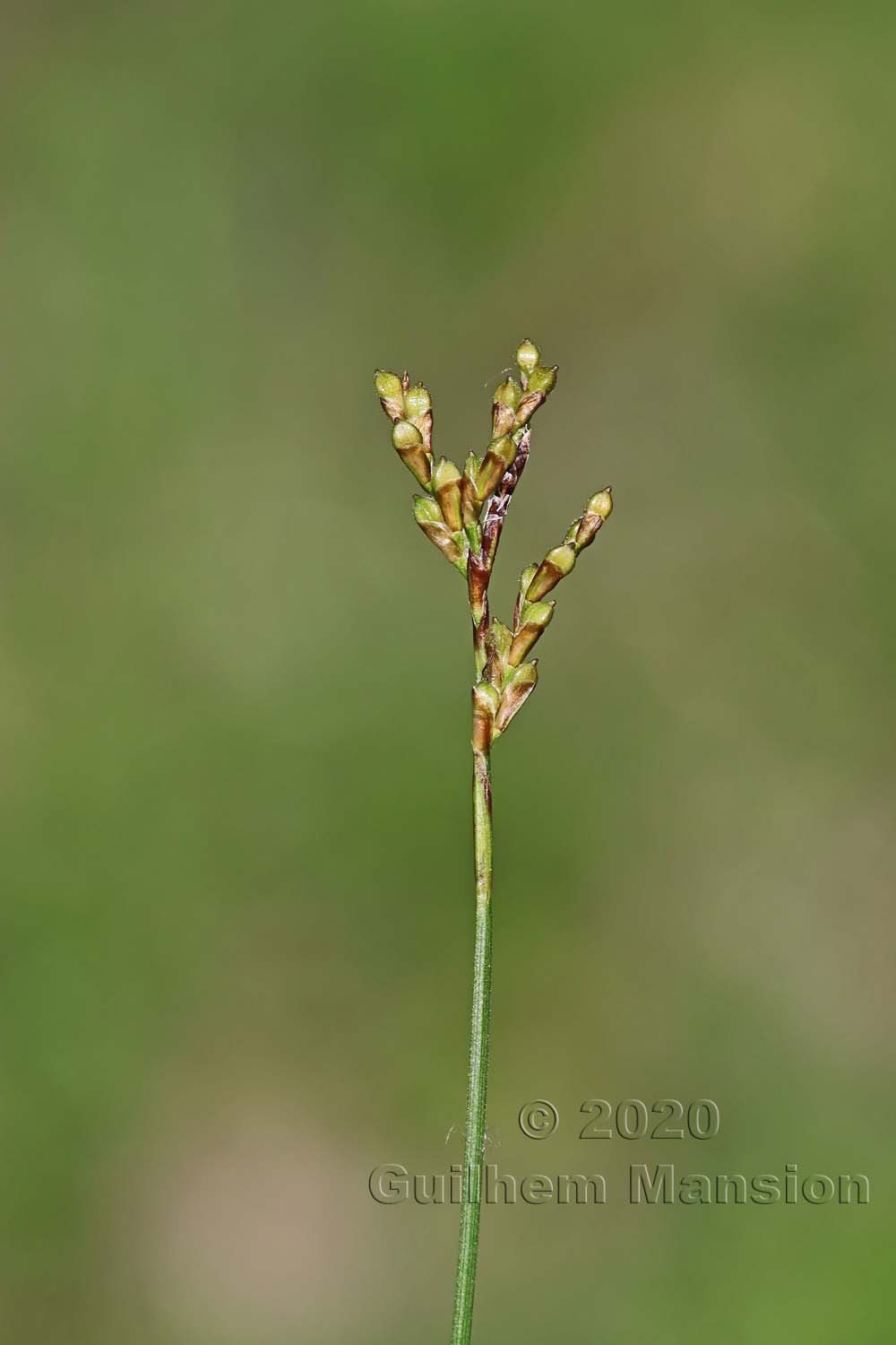 Carex ornithopoda