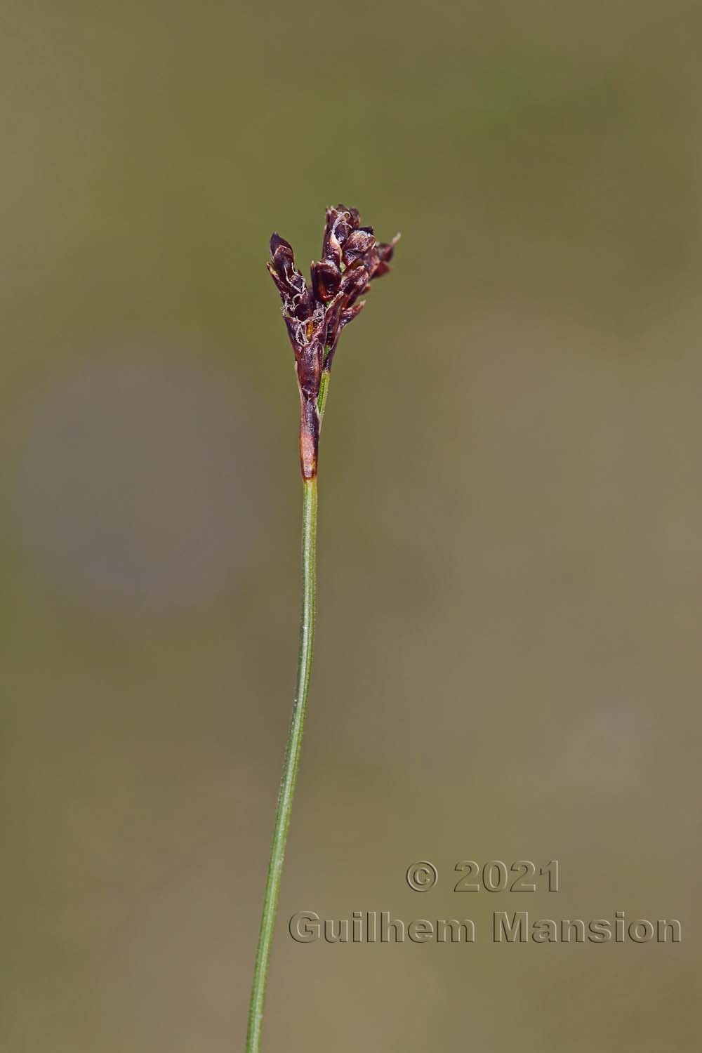 Carex ornithopodioides