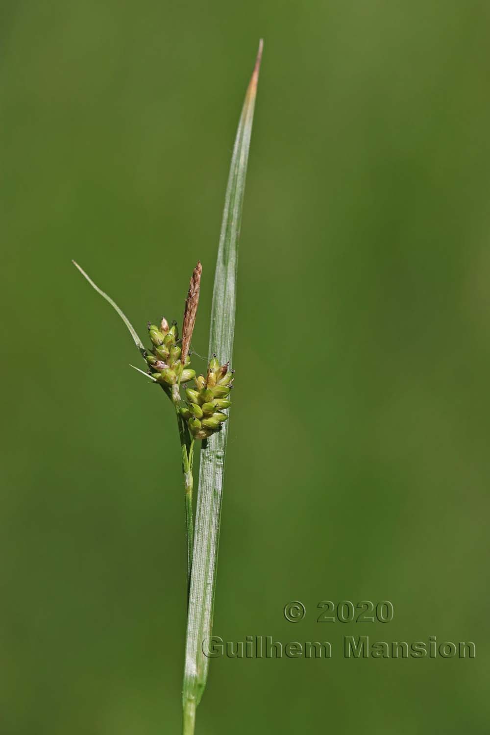 Carex pallescens