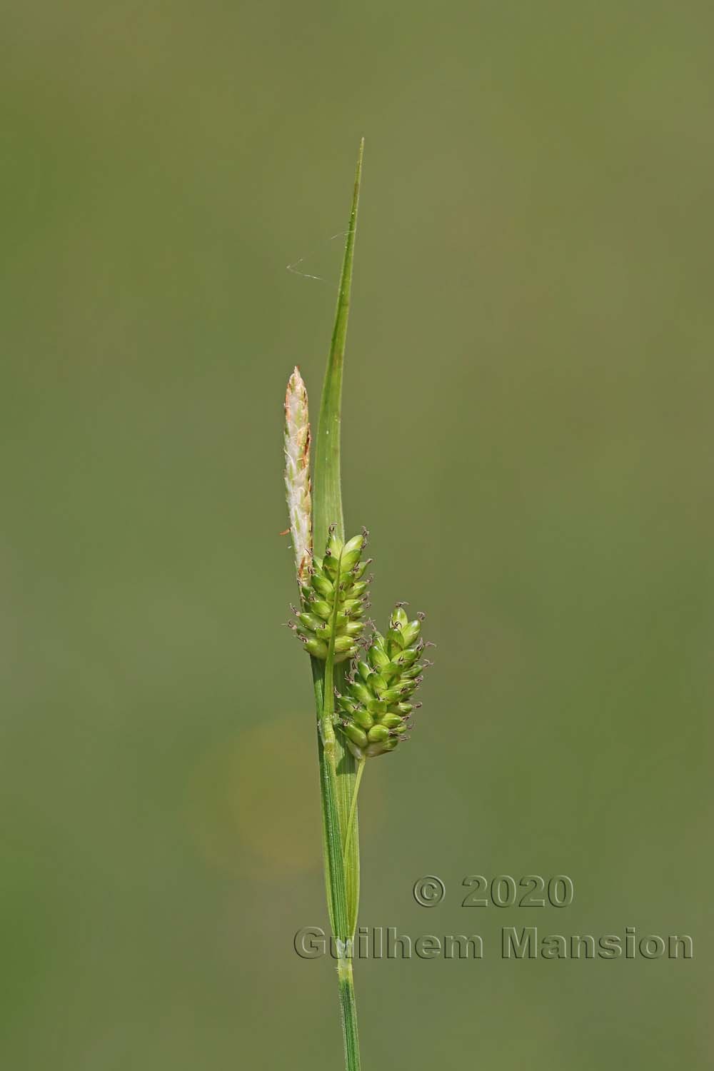 Carex pallescens