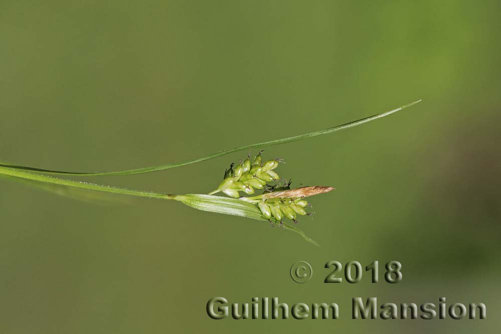 Carex pallescens