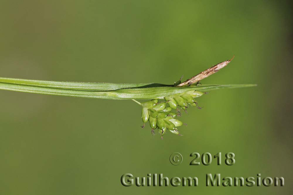 Carex pallescens