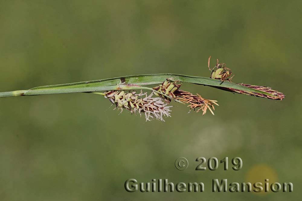 Carex panicea