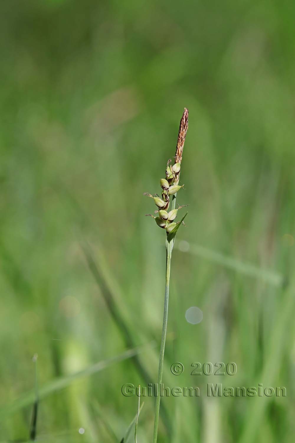 Carex panicea