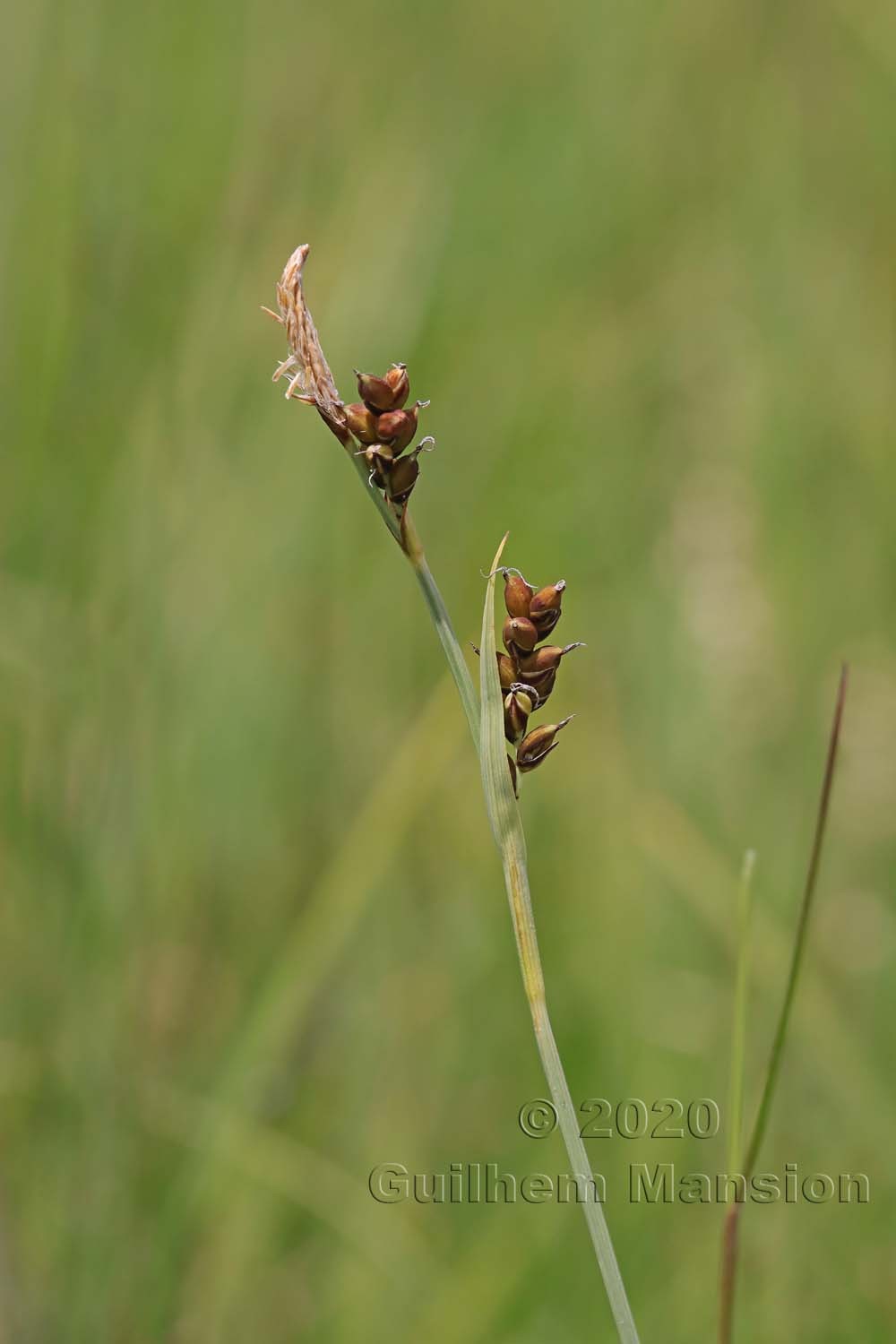 Carex panicea