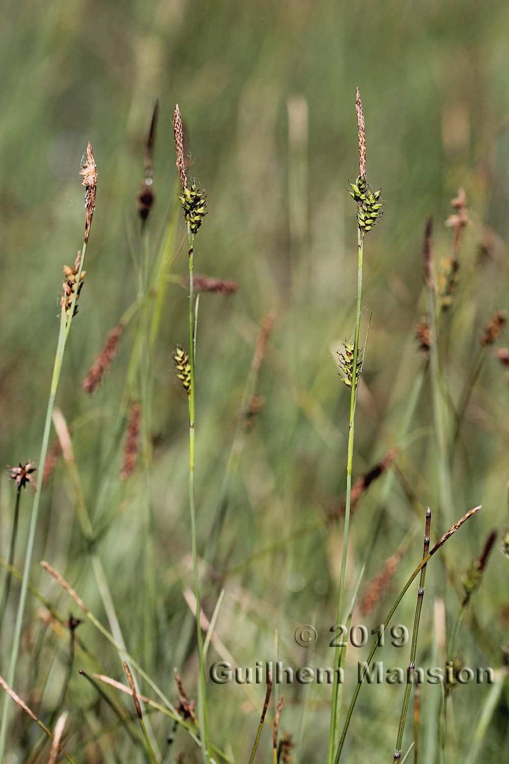 Carex hostiana