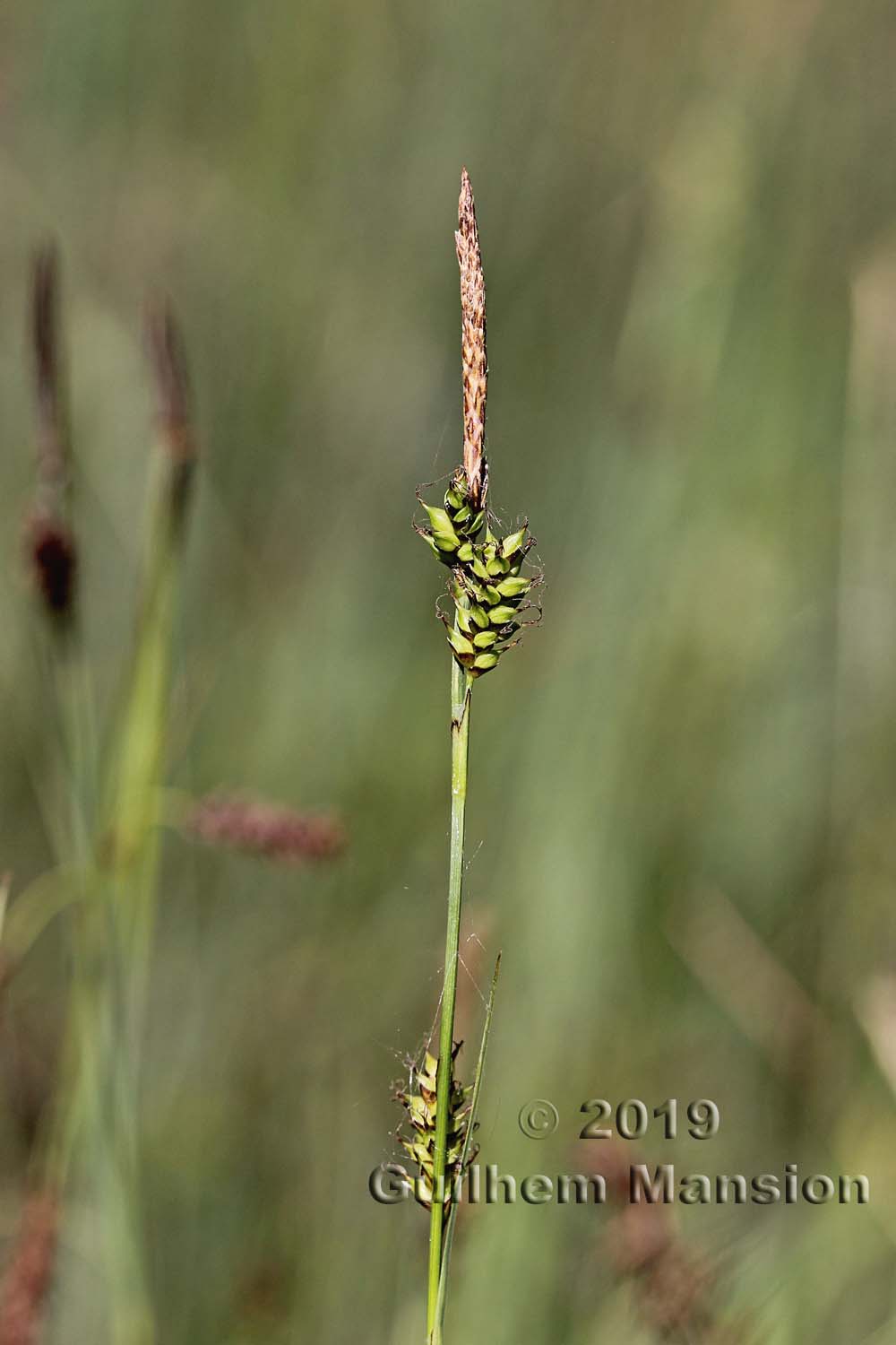 Carex hostiana