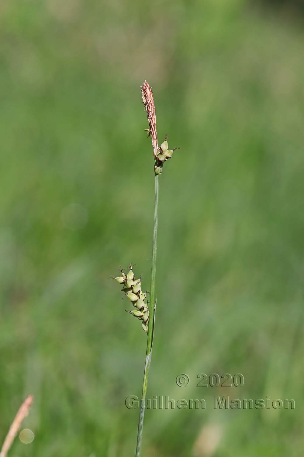 Carex panicea