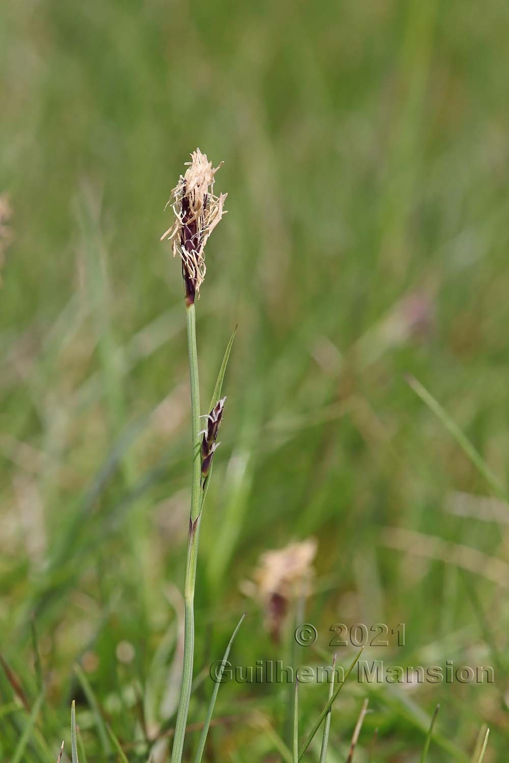 Carex panicea