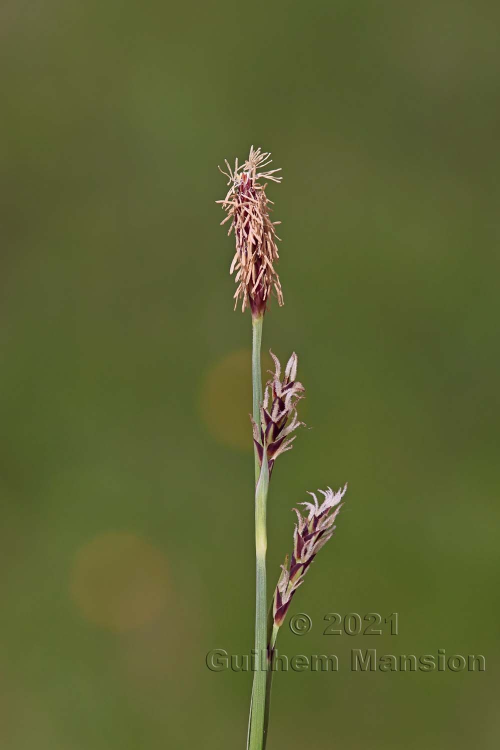 Carex panicea