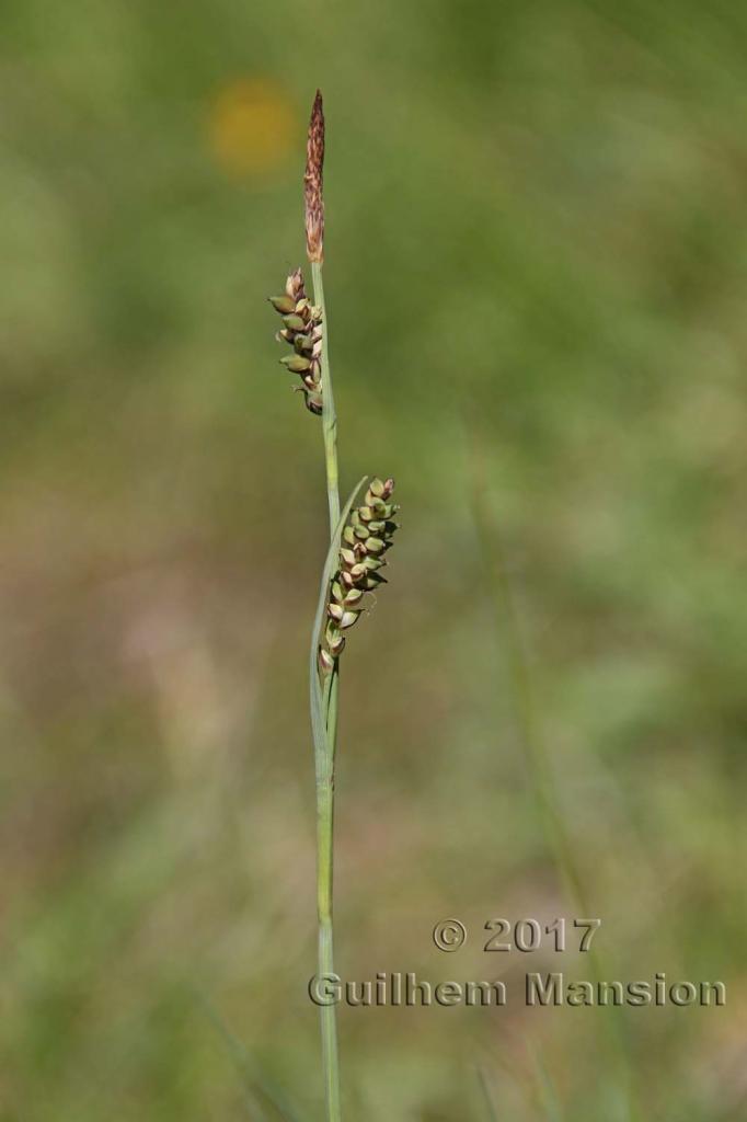 Carex panicea