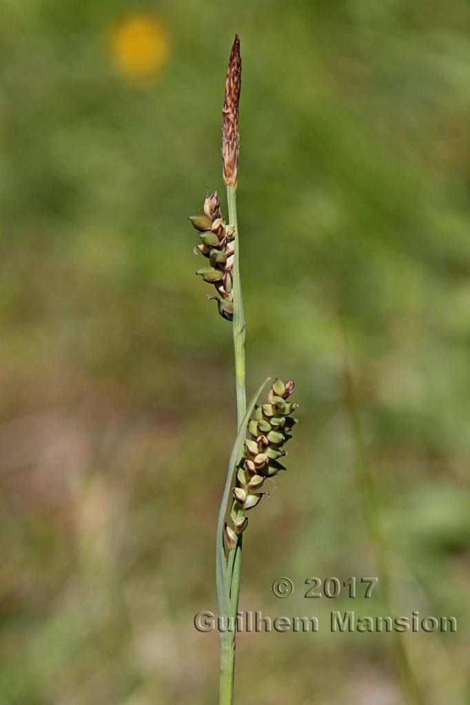 Carex panicea