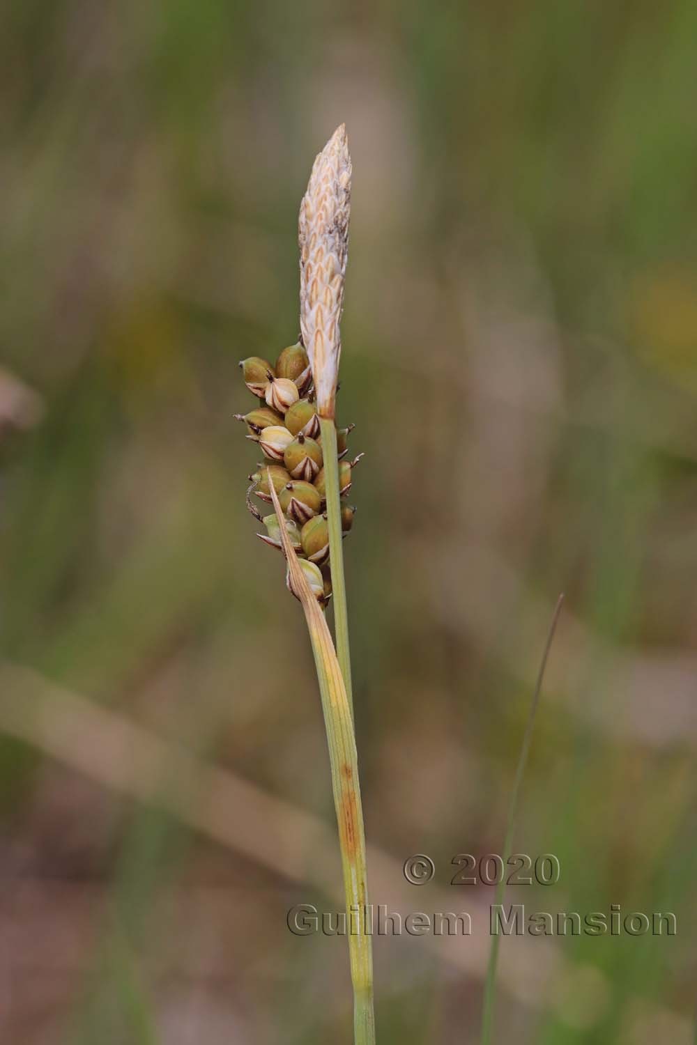 Carex panicea