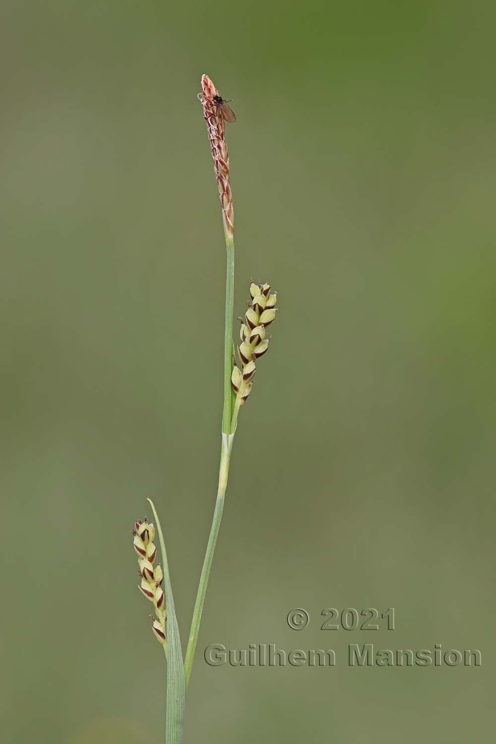 Carex panicea