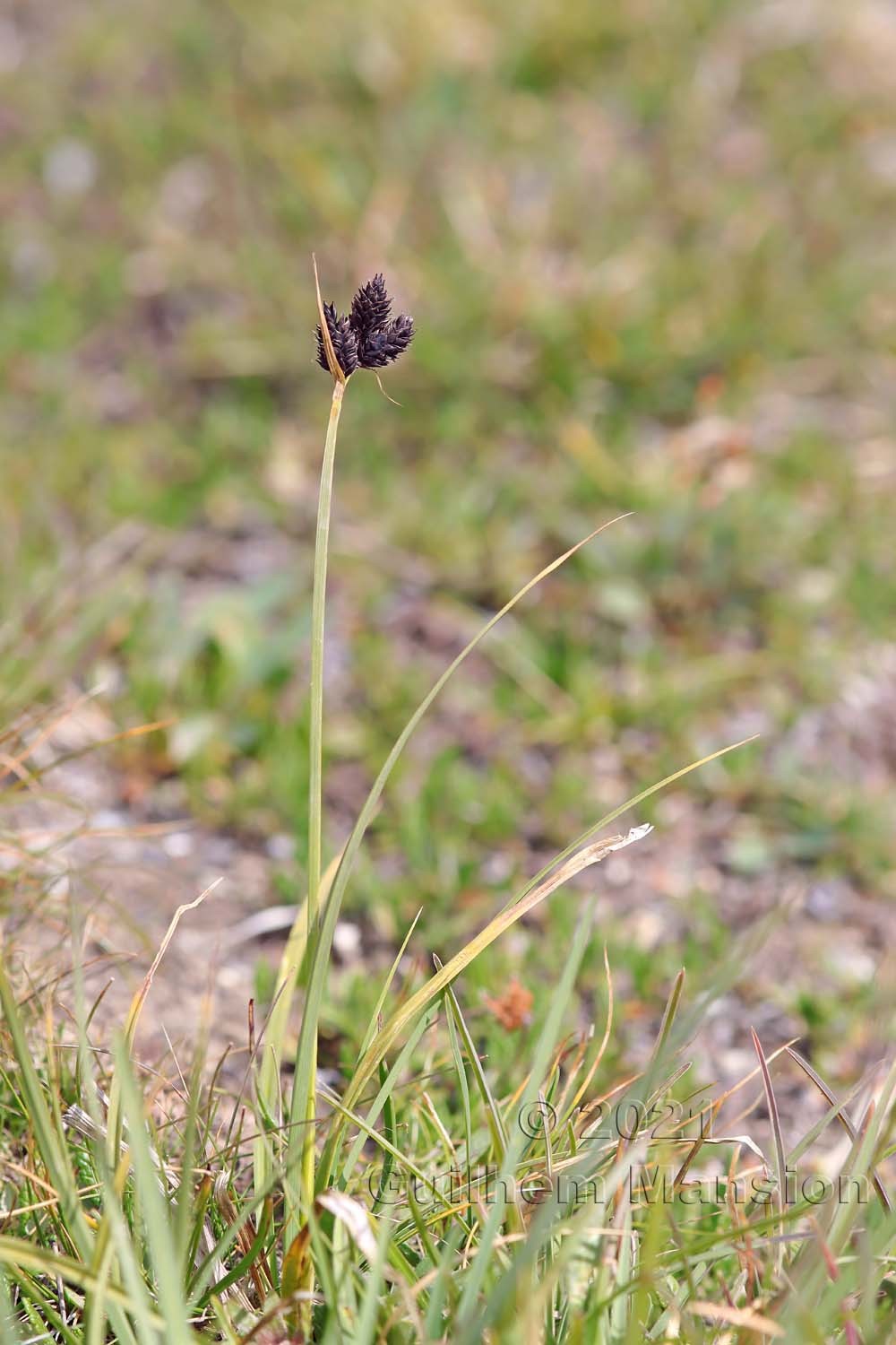 Carex parviflora