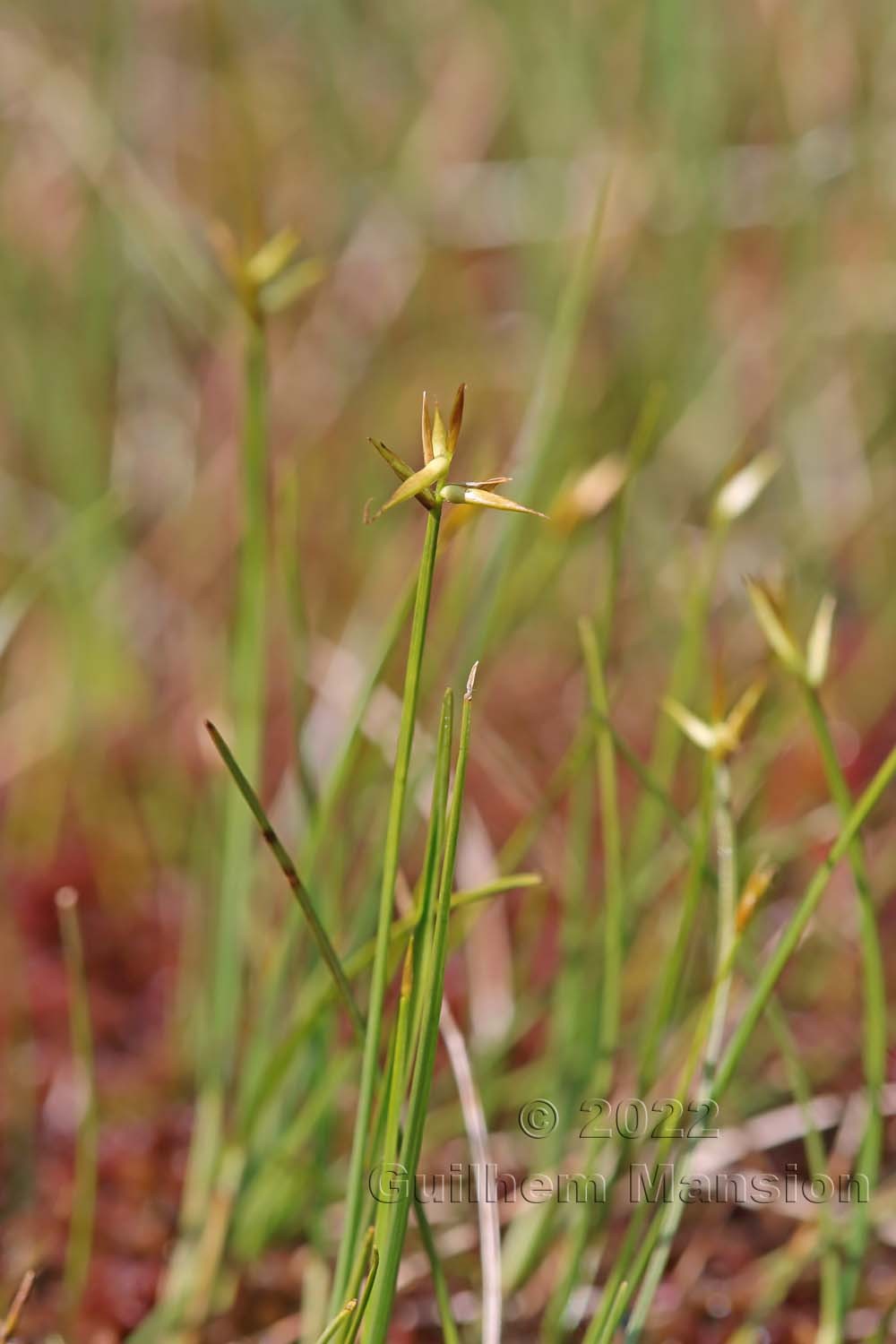 Carex pauciflora