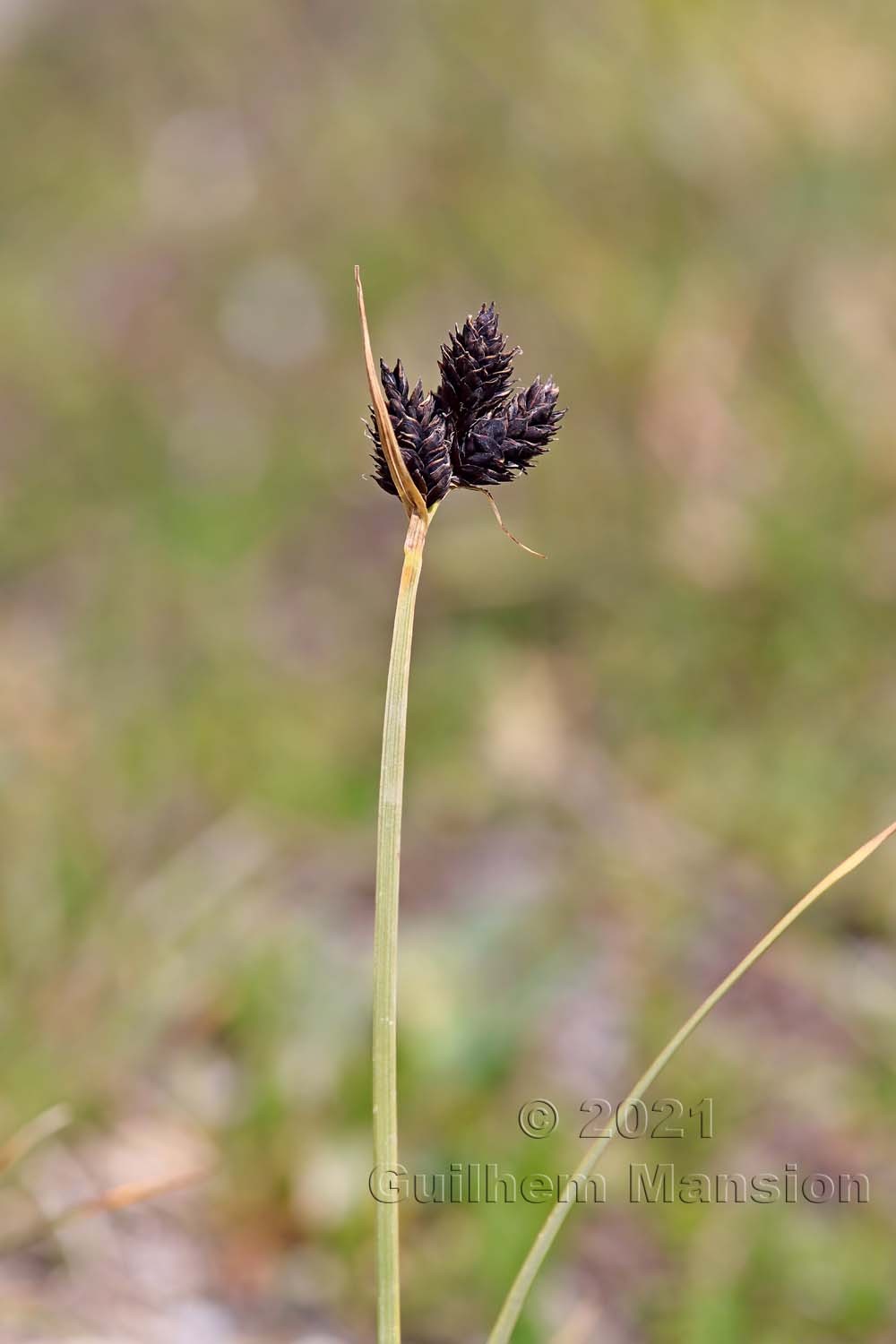 Carex parviflora