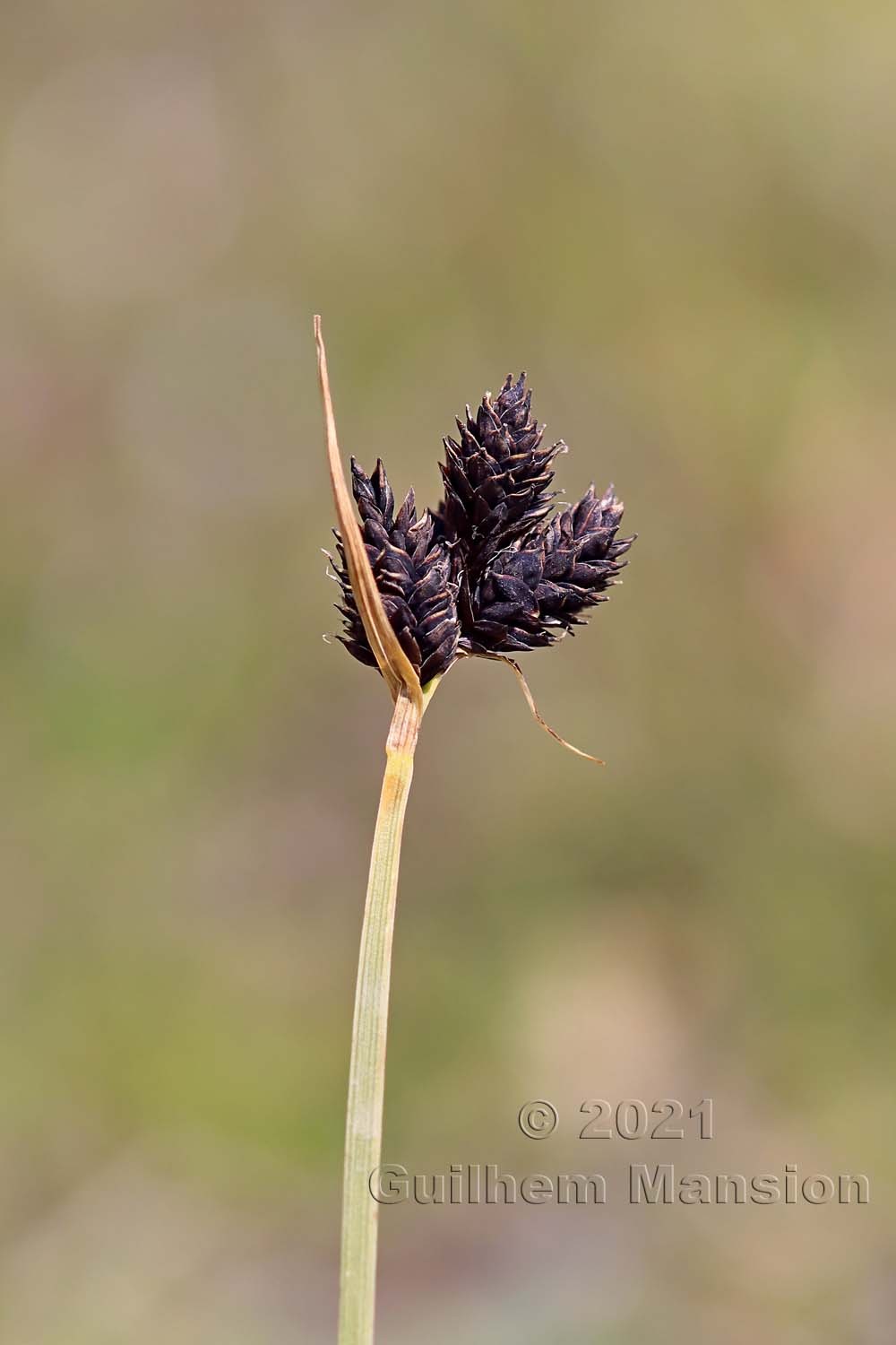 Carex parviflora