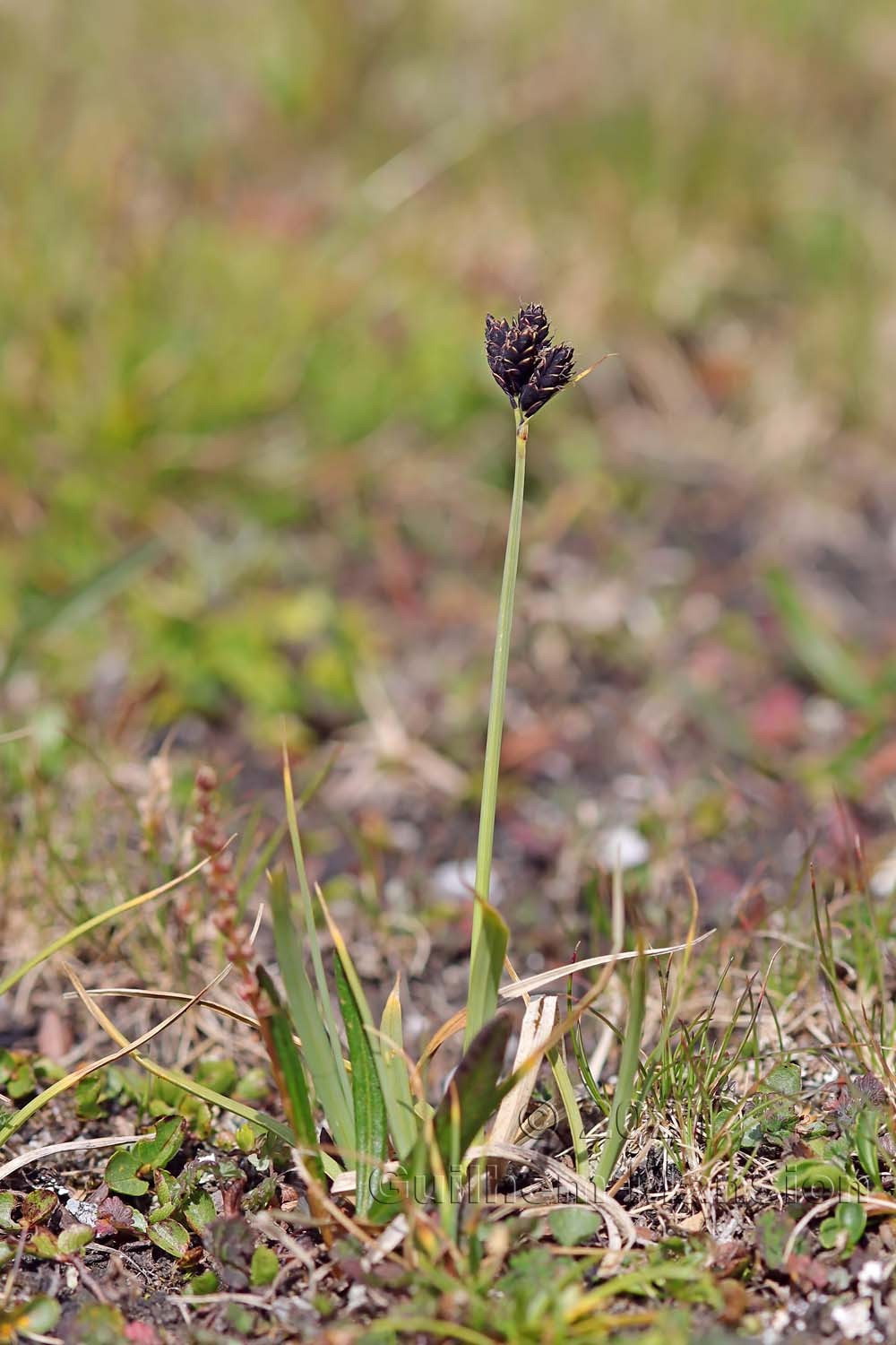 Carex parviflora