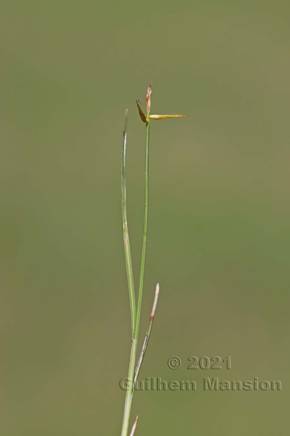 Carex pauciflora